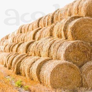 Сено в рулонах в Чудово дешево